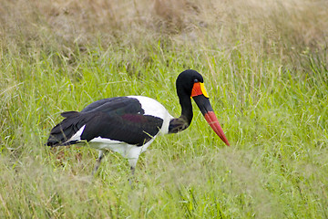 Image showing Saddle-billed stork