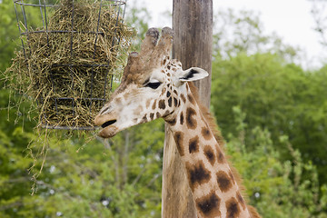 Image showing giraffe