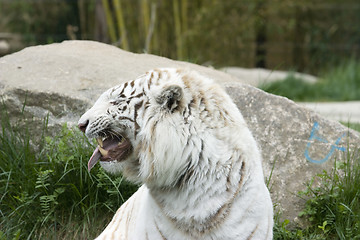 Image showing White tiger