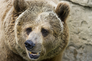 Image showing Grizzly bear