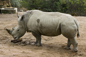 Image showing rhinoceros