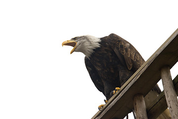 Image showing majestic eagle