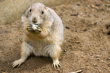 Image showing cute prarie dog