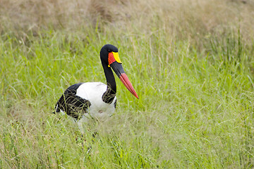 Image showing Saddle-billed stork