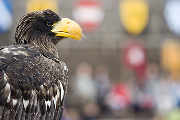 Image showing majestic eagle