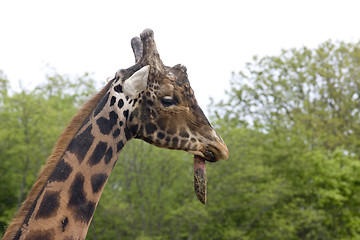 Image showing giraffe