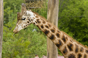 Image showing giraffe