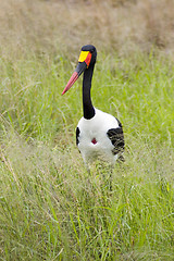 Image showing Saddle-billed stork