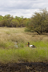 Image showing Saddle-billed stork