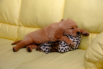 Image showing Little puppy sleeping