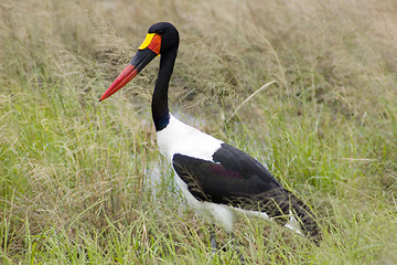 Image showing Saddle-billed stork