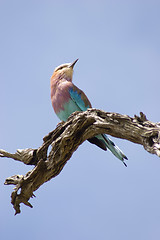 Image showing Lilac breasted roller