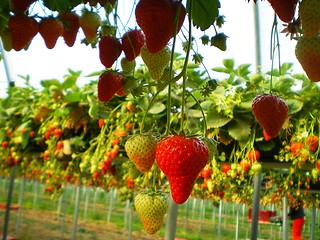 Image showing strawberry