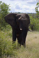 Image showing African Elephant