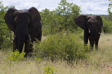 Image showing African Elephant