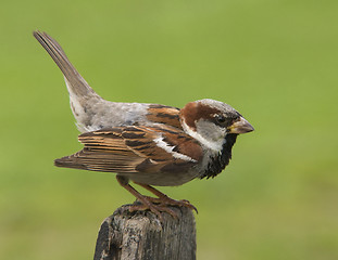 Image showing House sparrow