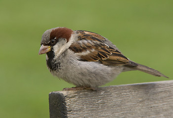 Image showing House sparrow