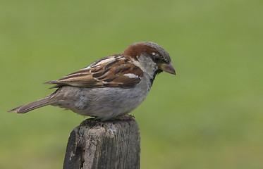 Image showing House Sparrow