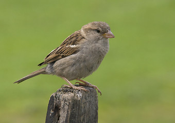 Image showing House Sparrow