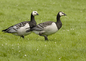 Image showing Barnacle Goose. 