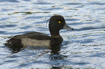 Image showing Tufted duck