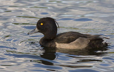 Image showing Tufted duck