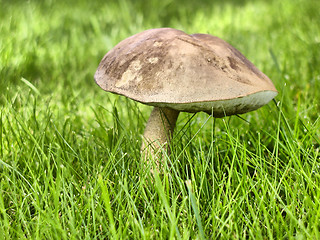 Image showing Mushroom