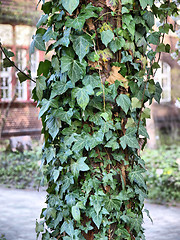 Image showing Ivy