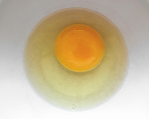 Image showing Egg