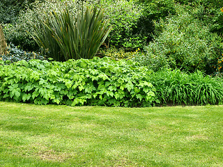 Image showing Greenery background