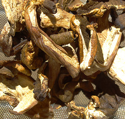 Image showing Mushrooms