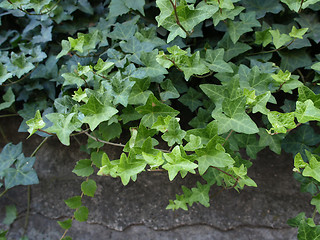 Image showing Ivy