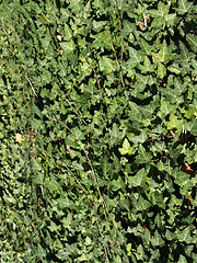 Image showing Ivy