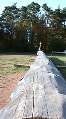 Image showing long tree trunk 