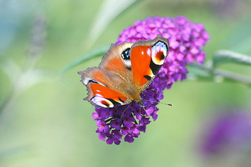 Image showing Peacock