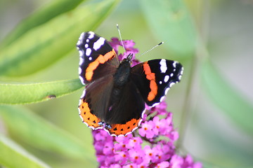 Image showing butterfly