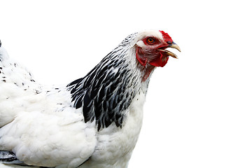 Image showing Cock