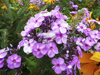 Image showing Purple and orange flowers