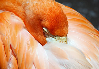 Image showing Flamingo