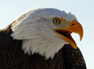 Image showing Bald eagle