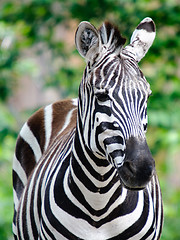 Image showing Zebra