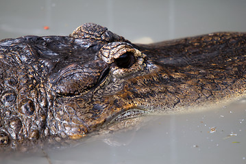 Image showing Crocodile head