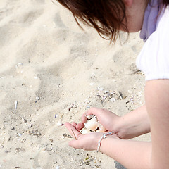 Image showing Scallop