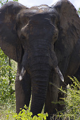 Image showing African Elephant