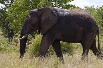 Image showing African Elephant