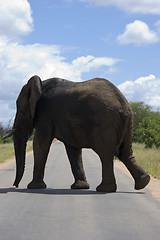 Image showing African Elephant