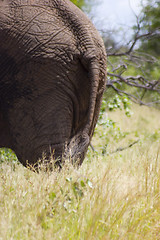 Image showing African Elephant