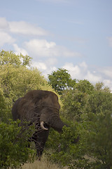 Image showing African Elephant