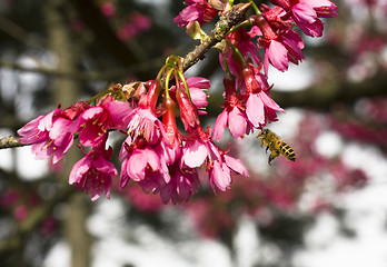 Image showing Bougainvillea blossoms with bee on blurred background 