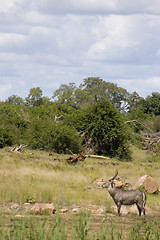 Image showing Waterbuck